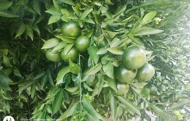 Imagem 15: Casa em Belém Novo. Imóvel novo, 119m² de Área, 3 Vagas na garageme2...