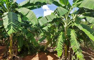 Imagem 10: Bela Vista de Goiás - Chácara - zona rural