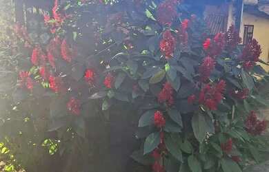 Imagem: A casa possui 2 Dormitórios e está localizado em Mata Escura