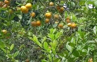 Imagem 14: Casarão Guarapari-baías pra cavalos-pets-entrada privada-cercada troco-leia-parcelo