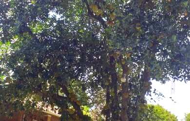 Imagem 3: Chácara no recanto dos Dourados para venda - aceita permuta no Litoral...