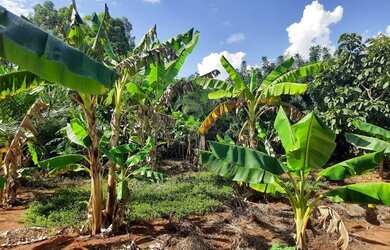 Imagem 9: Bela Vista de Goiás - Chácara - zona rural