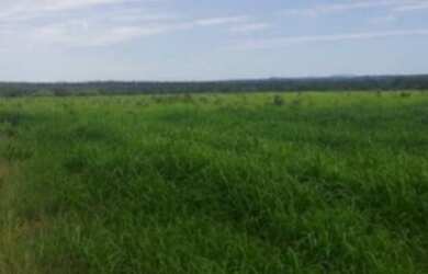 Imagem 2: VENDO FAZENDA DE 90 ALQUEIRES COM 5 CASAS 2 CURRAL NO MUNICÍPIO DE ANAPU