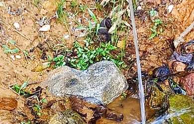 Imagem: A fazenda e possui Dormitórios, Suítes, Banheiros, 63000-0m²