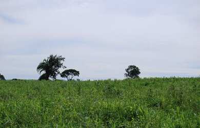 Imagem 11: Terezópolis de Goiás - Fazenda - Rural