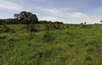 Imagem 4: VENDO FAZENDA DE 90 ALQUEIRES COM 5 CASAS 2 CURRAL NO MUNICÍPIO DE ANAPU