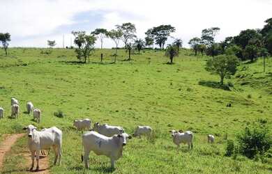 Imagem 1: Terezópolis de Goiás - Fazenda - Rural