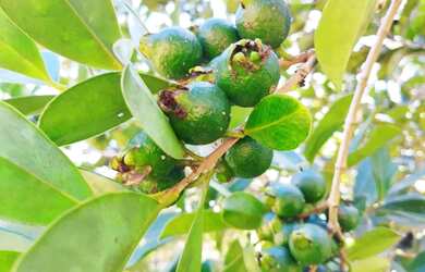 Imagem 5: Chácara Condomínio Fechado Alto Padrão - Nazaré Paulista