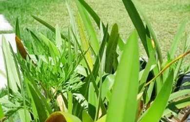 Imagem 8: Pousada Boutique em Sao Miguel dos Milagres