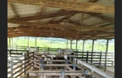 Imagem 1: VENDO FAZENDA DE 90 ALQUEIRES COM 5 CASAS 2 CURRAL NO MUNICÍPIO DE ANAPU