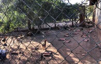 Imagem 14: Linda Fazenda de 57 hectares c/ muita água à venda em Piracema/MG