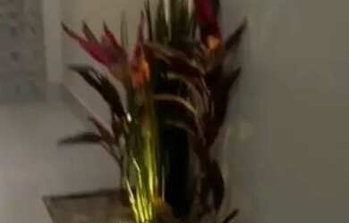 Imagem 7: Alto Padrão Jardim Palmeiras/Financia