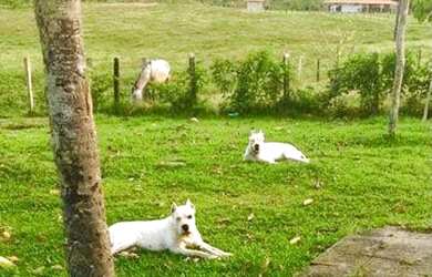 Imagem 3: 100 alqueires por R$6 milhões no Pará no asfalto