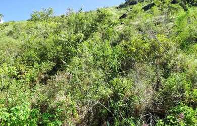 Imagem 2: Terreno 4mil m² à 3km de asfalto do centro de Marechal Floriano