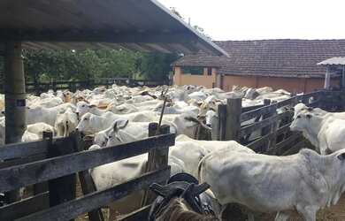 Imagem 4: Fazenda Araruama 1.414.000 m²