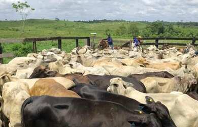 Imagem 13: 100 alqueires por R$6 milhões no Pará no asfalto