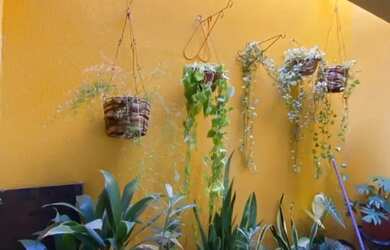 Imagem 3: Venda casa s Cristóvão