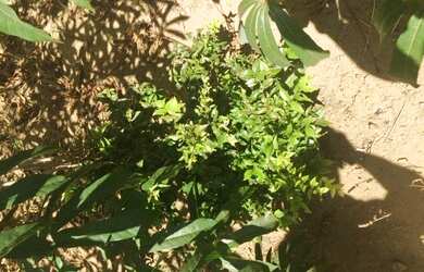 Imagem 9: Lote/Terreno para venda possui 375 metros quadrados em Area Rural de Sao...