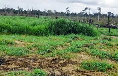 Imagem 12: Fazenda em Guariba Mato Gorsso
