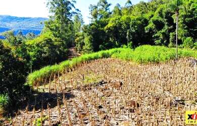 Imagem 15: Sítio / Chácara para Venda em Nova Petrópolis, Arroio Paixão
