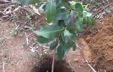 Imagem 5: Lote/Terreno para venda possui 375 metros quadrados em Area Rural de Sao...