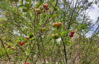 Imagem 7: chacara sítio fazenda. 20.000m² de Área