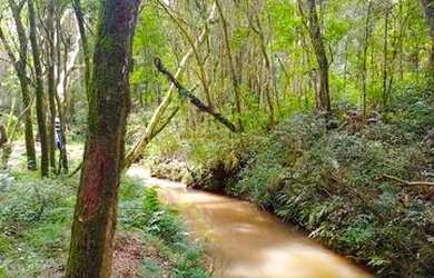 Imagem: A chácara possui 6.050m² de Área e está localizado em Palmeira