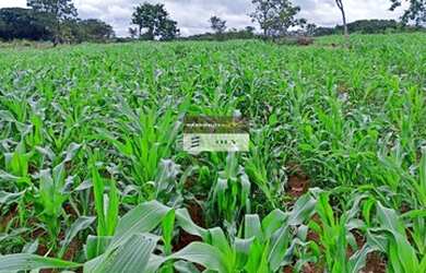 Imagem: A fazenda está localizado em Jandaia, GO à venda por R$3.000.000