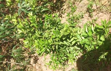 Imagem 10: Lote/Terreno para venda possui 375 metros quadrados em Area Rural de Sao...