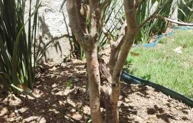Imagem 2: Casa para locação, Guaratiba, Rio de Janeiro, RJ