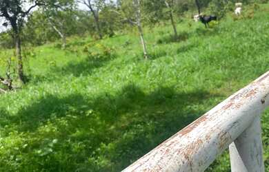 Imagem: A chácara possui 2500m² de Área e está localizado em Morrinhos