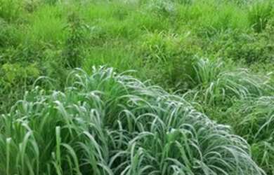 Imagem 5: Fazenda no sul Piauí para pecuária com 6 mil hectares, 2.500 hectares em pasto!