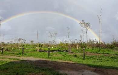 Imagem 10: Fazenda em Guariba Mato Gorsso