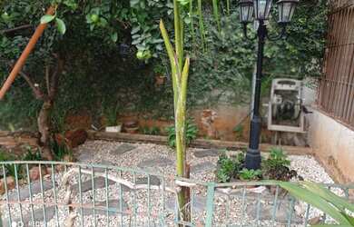 Imagem 6: Sobrado 4 Qts Jd. Pompéia