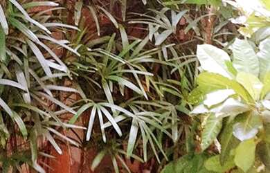 Imagem 10: RESIDÊNCIA alto padrão, NO CAMINHO DAS ÁRVORES ITAIGARA