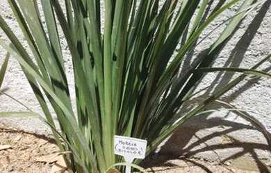 Imagem 11: Casa para locação, Guaratiba, Rio de Janeiro, RJ