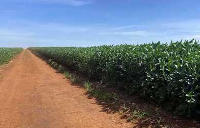 Imagem: A fazenda possui 11963m² de Área e está localizado em Caiapônia