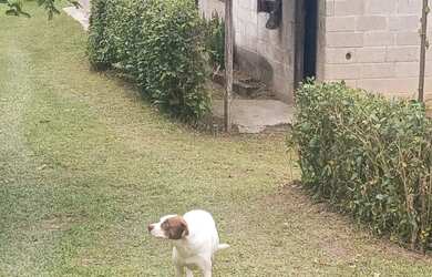 Imagem 7: Chacara Juquitiba Sp. 460m² de Área