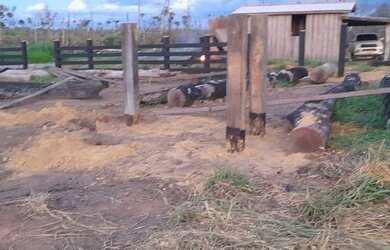 Imagem 15: Fazenda em Guariba Mato Gorsso