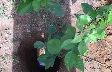 Imagem 6: Lote/Terreno para venda possui 375 metros quadrados em Area Rural de Sao...