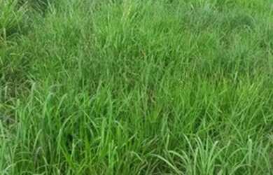 Imagem 7: Fazenda no sul Piauí para pecuária com 6 mil hectares, 2.500 hectares em pasto!