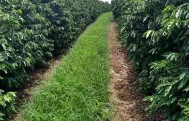 Imagem: A fazenda possui 136m² de Área e está localizado em Guapé