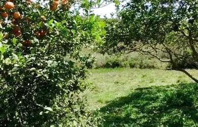 Imagem 4: Vendo chácara com casa, pomar e energia lugar tranquilo pra descansar