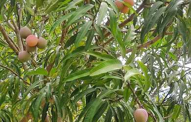 Imagem 6: chacara sítio fazenda. 20.000m² de Área