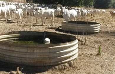 Imagem 4: Fazenda no sul Piauí para pecuária com 6 mil hectares, 2.500 hectares em pasto!