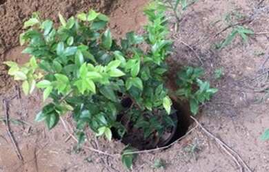 Imagem 4: Lote/Terreno para venda possui 375 metros quadrados em Area Rural de Sao...