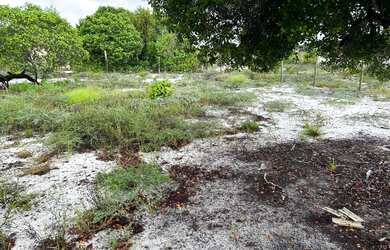 Imagem 3: Casa a mil metros da praia próximo ao barramares