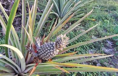 Imagem 3: Sítio a 56km de Boa Vista