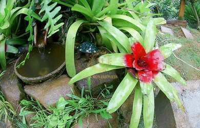 Imagem: A fazenda possui 30000m² de Área e está localizado em Domingos