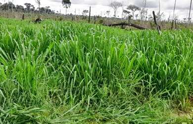 Imagem 2: Fazenda em Guariba Mato Gorsso